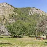 Pau فيلة